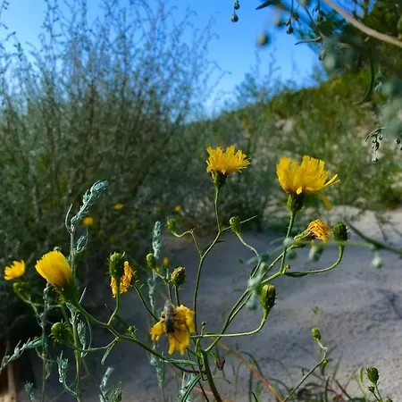 Przy Sosnowym Lesie *