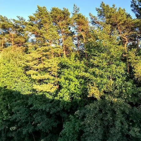 Przy Sosnowym Lesie Διαμέρισμα *