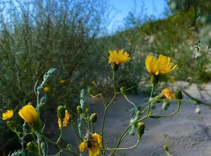 Przy Sosnowym Lesie *