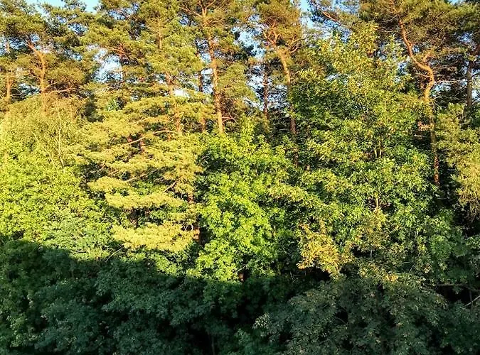 Przy Sosnowym Lesie Apartmán *